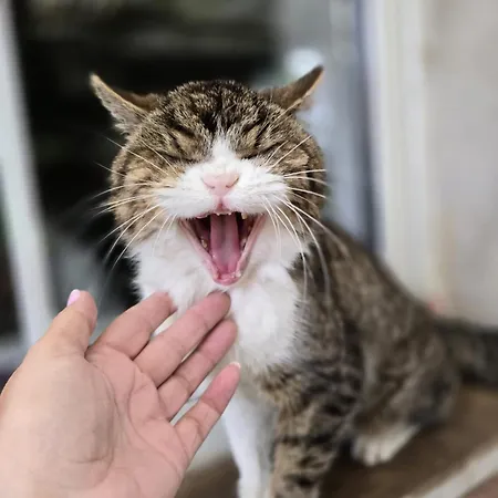 Gemuetliche L