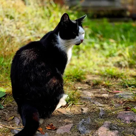 Gemuetliche L Dequede