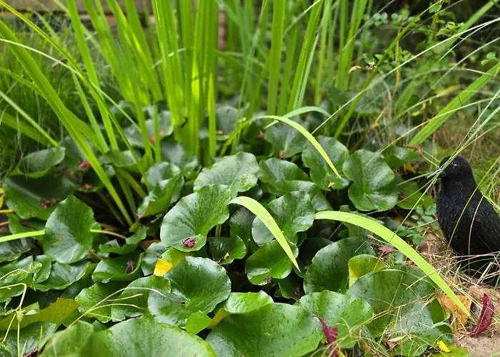 Gemuetliche L Dequede